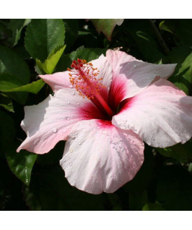 Hibiscus syrien (Hibiscus) 'Mathilde' P9/C1