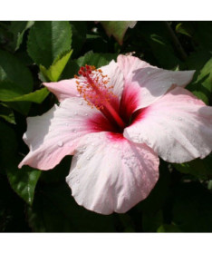 Hibiscus syrien (Hibiscus) 'Mathilde' P9/C1