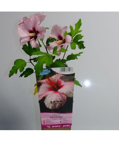 Hibiscus syrien (Hibiscus) 'Mathilde' P9/C1