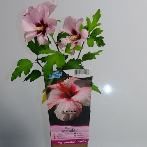 Hibiscus syrien (Hibiscus) 'Mathilde' P9/C1