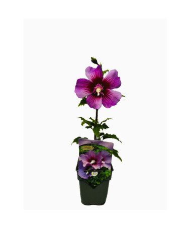 Hibiscus syrien (Hibiscus) 'Maike' P9/C1
