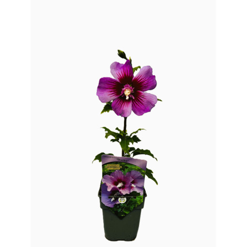 Hibiscus syrien (Hibiscus) 'Maike' P9/C1