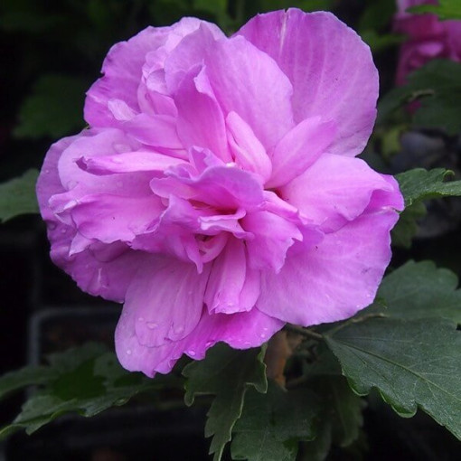 Hibiscus syrien (Hibiscus) Ardens P9/C1