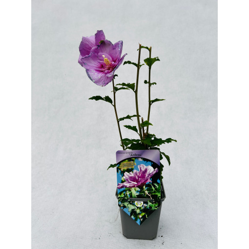 Hibiscus syrien (Hibiscus) Ardens P9/C1