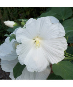 Hibiscus syrien (Hibiscus) 'William R. Smith' P9/C1