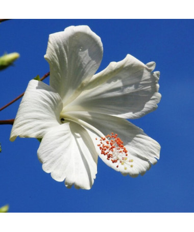 Hibiscus syrien (Hibiscus) 'William R. Smith' P9/C1