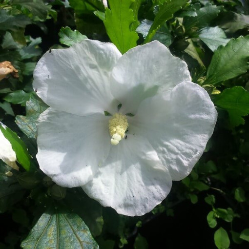 Hibiscus syrien (Hibiscus) 'William R. Smith' P9/C1