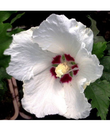 Hibiscus syrien (Hibiscus) 'Red Heart' pot, 2l