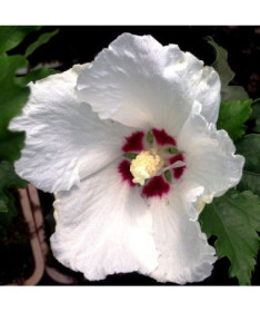 Hibiscus syrien (Hibiscus) 'Red Heart' pot, 2l