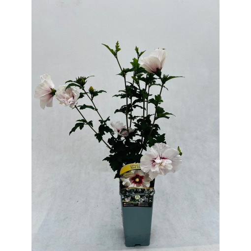 Hibiscus syrien (Hibiscus) 'Red Heart' pot, 2l