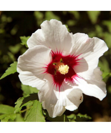 Hibiscus syrien (Hibiscus) 'Red Heart' P9/C1