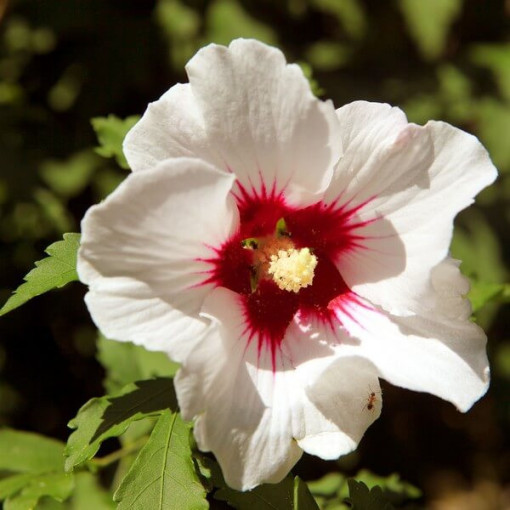 Hibiscus syrien (Hibiscus) 'Red Heart' P9/C1