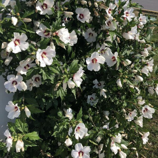 Hibiscus syrien (Hibiscus) 'Red Heart' P9/C1