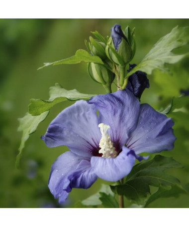 Hibiscus de Syrie (Hibiscus) 'Oiseau Bleu' variété, 'Blue Bird' en pot, 2l