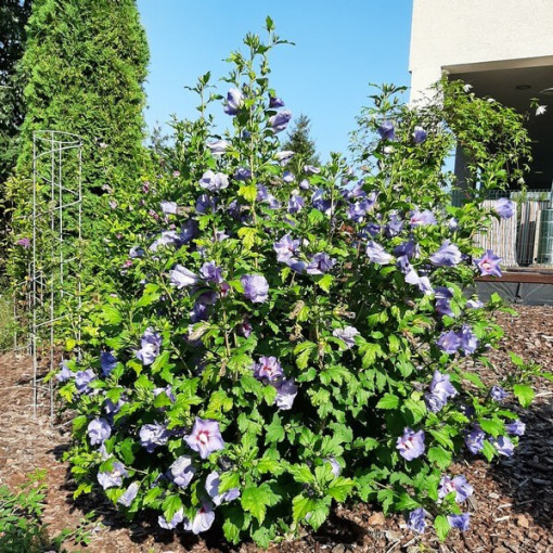 Hibiscus de Syrie (Hibiscus) 'Oiseau Bleu' variété, 'Blue Bird' en pot, 2l