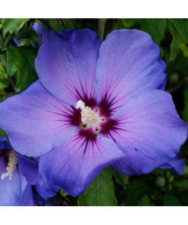 Hibiscus de Syrie (Hibiscus) 'Oiseau Bleu' variété, 'Blue Bird' P9/C1