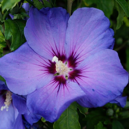 Hibiscus de Syrie (Hibiscus) 'Oiseau Bleu' variété, 'Blue Bird' P9/C1