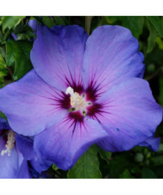 Hibiscus de Syrie (Hibiscus) 'Oiseau Bleu' variété, 'Blue Bird' P9/C1