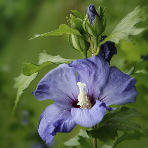 Hibiscus de Syrie (Hibiscus) 'Oiseau Bleu' variété, 'Blue Bird' P9/C1
