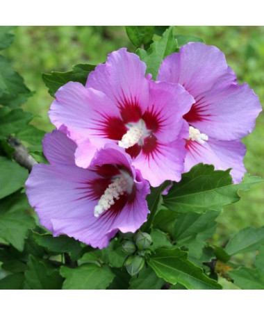 Hibiscus de Syrie (Hibiscus) 'Maike' isolé, 2L