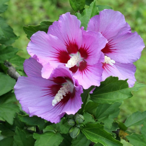 Hibiscus de Syrie (Hibiscus) 'Maike' isolé, 2L