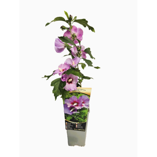 Hibiscus de Syrie (Hibiscus) 'Maike' isolé, 2L