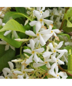 Jasmin Fleurissant P9/C1
