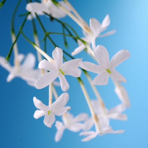 Jasmin Fleurissant P9/C1