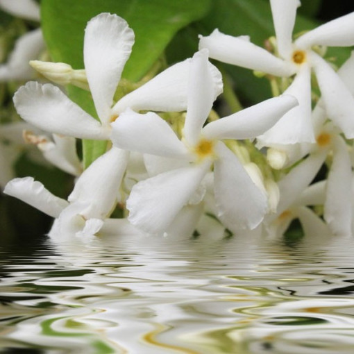 Jasmin Fleurissant P9/C1