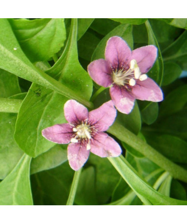 Baie de Goji - Sweet Berry P9/C1