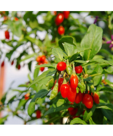 Baie de Goji - Big Berry P9/C1