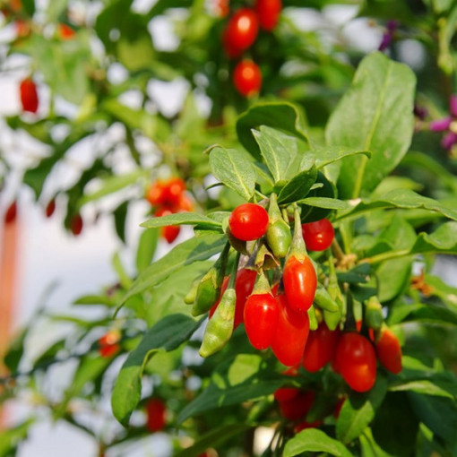 Baie de Goji - Big Berry P9/C1