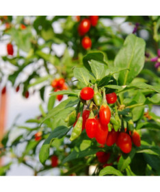 Baie de Goji - Big Berry P9/C1