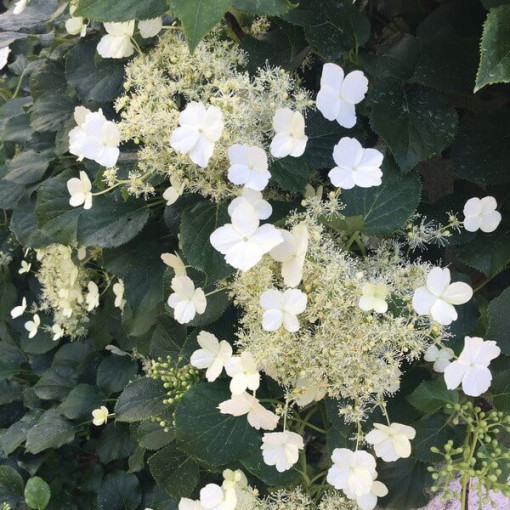 Hortensia grimpant Petiolaris Poj, 2L