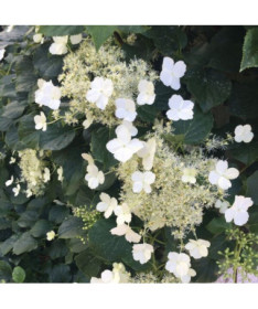 Hortensia grimpant Petiolaris P9/C1
