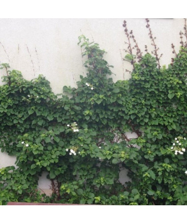 Hortensia grimpant Petiolaris P9/C1