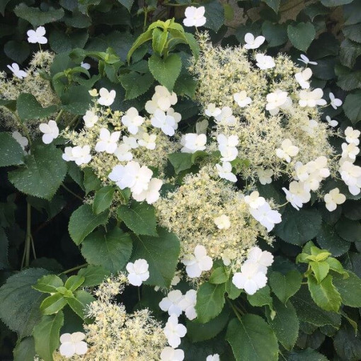 Hortensia grimpant Petiolaris P9/C1