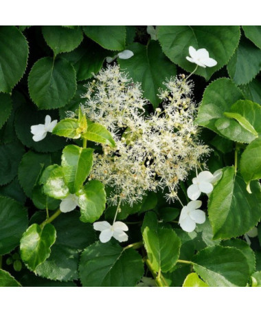 Hortensia grimpant 'Mirranda' pot, 2L