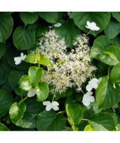 Hortensia grimpant 'Mirranda' pot, 2L