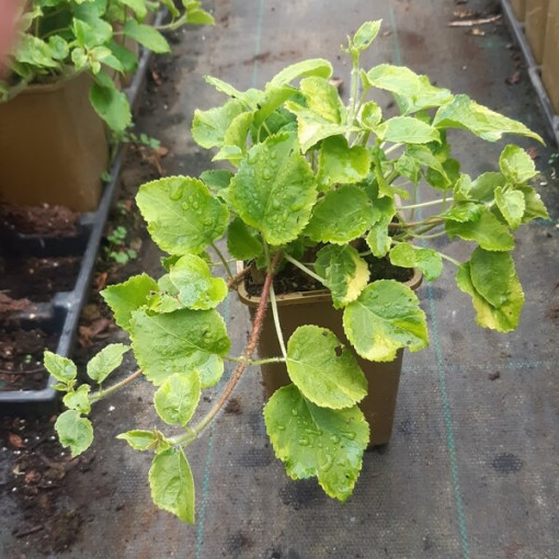 Hortensia grimpant 'Mirranda' pot, 2L