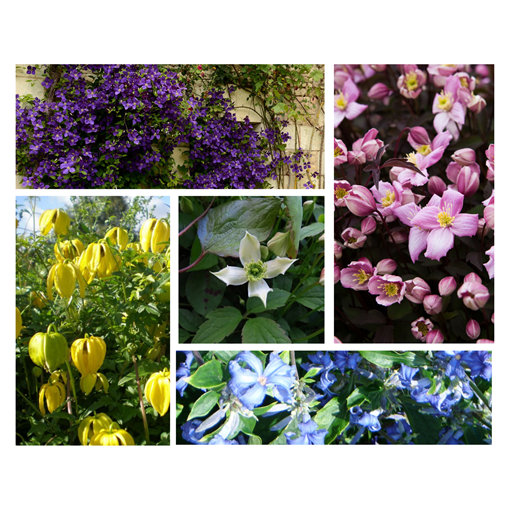 Ensemble de 3 pièces - Clématites en pots P9/C1