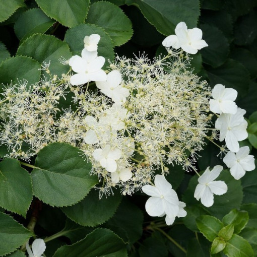 Hortensia grimpant 'Mirranda' P9/C1