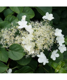 Hortensia grimpant 'Mirranda' P9/C1