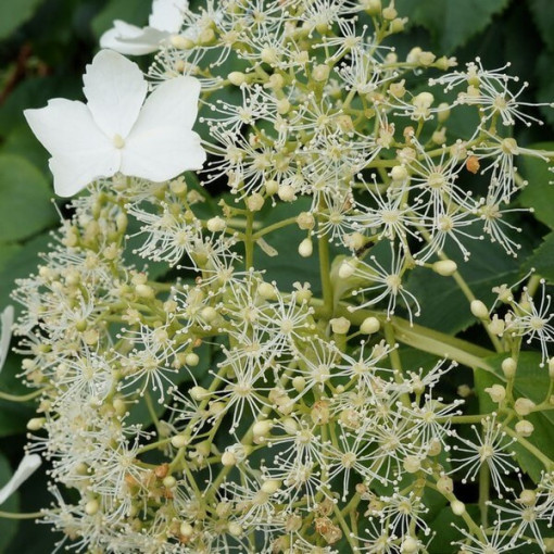 Hortensia grimpant 'Mirranda' P9/C1