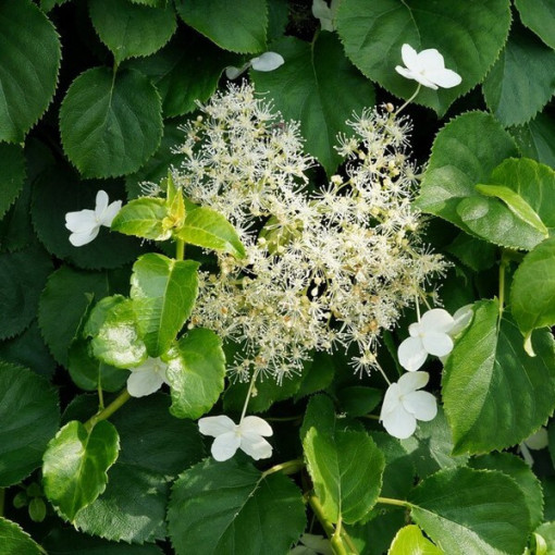 Hortensia grimpant 'Mirranda' P9/C1