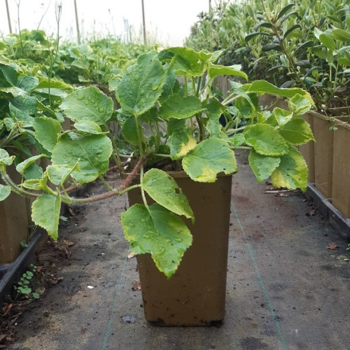 Hortensia grimpant 'Mirranda' P9/C1