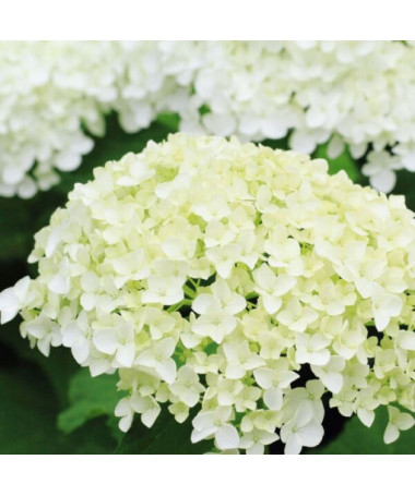 Hortensia buissonnant 'Annabelle' pot, 2l