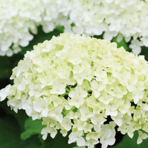 Hortensia buissonnant 'Annabelle' pot, 2l