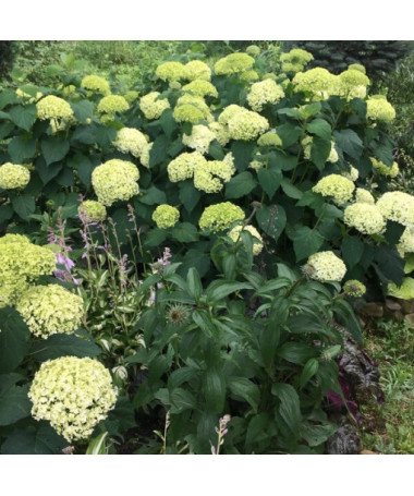 Hortensia buissonnant 'Annabelle' pot, 2l