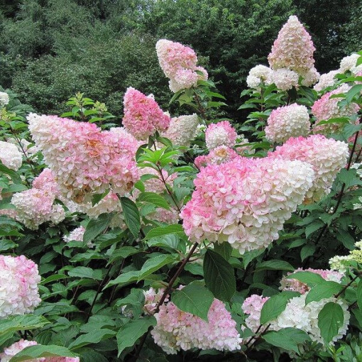 Hortensia paniculata 'Vanille Fraise' en pot, 2L